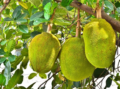 Can Dogs Eat Jackfruit? Let's Deep Dive