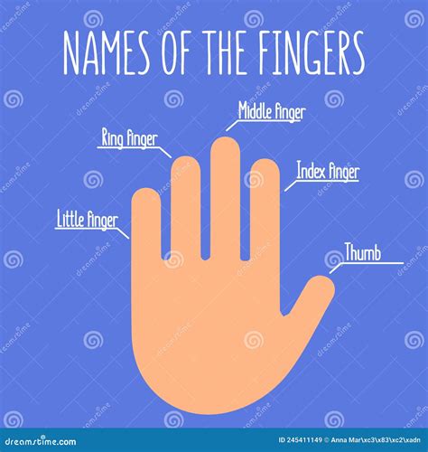 Names of the fingers stock vector. Illustration of english - 245411149