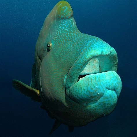 🐟How big is the humphead wrasse (Cheilinus undulatus)? It can grow up ...