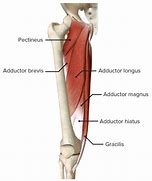 adductor 的图像结果