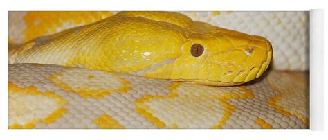 Image result for Albino Cow Reticulated Python