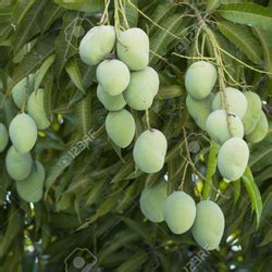 Metro Garden - Product Details |Top Wholesale nursery garden in kerala ...