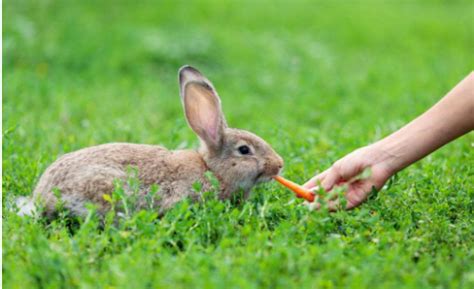 兔子 P1030613 | 右邊的小隻兔被妹妹取名小桃 | Daisy Lin | Flickr
