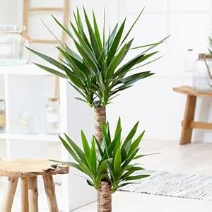 Buy Yucca elephantipes Yucca Plant spineless yucaa live plant in poly ...
