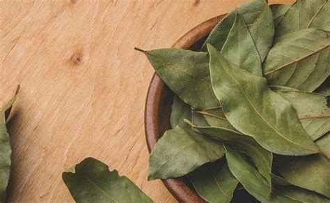 daun salam dalam masakan