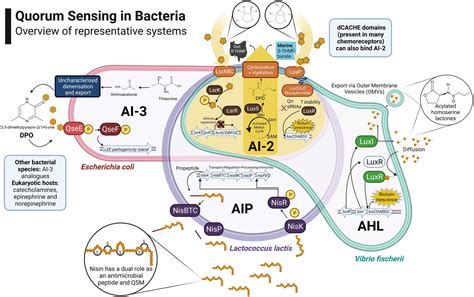 Mechanism Of Quorum Sensing