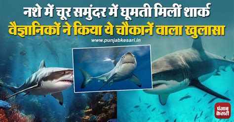 समुंदर में नशे में चूर घूमती मिलीं शार्क, मांसपेशियों और जिगर में मिला ...