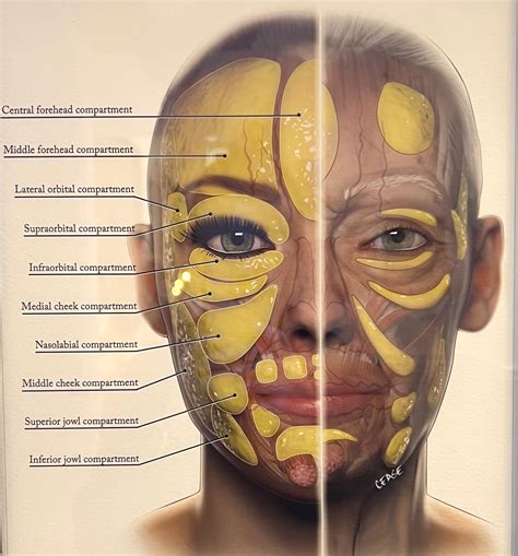 What is Facial Balancing? — Glow Bar GNV