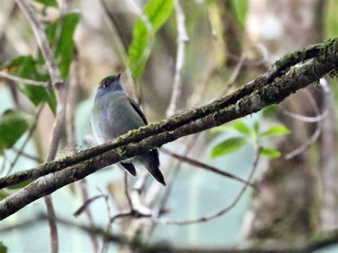 Pin-tailed Manakin - eBird