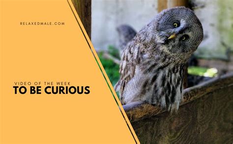 Image result for curious