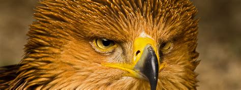 Download wallpaper look, bird, portrait, predator, Eagle, section ...