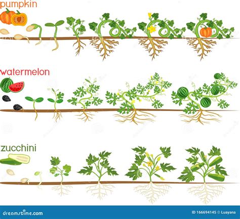 Set of Life Cycles of Gourd Plants. Stages of Watermelon, Pumpkin, Zucchini Growth from Seed and ...