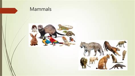 Classification Types of Animals 的图像结果