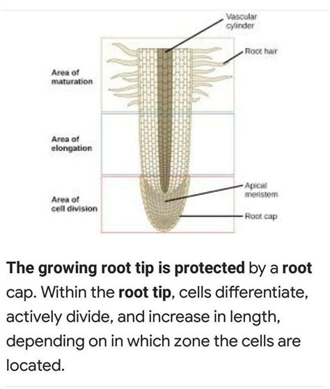 TOOLu) leavesxv. A growing plant root tip is protected by:b) root capc ...