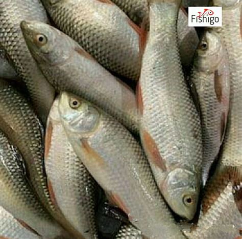 Buy Chara Pona ( Price Per Kg On Gross Weight ) online from Fishigo ...