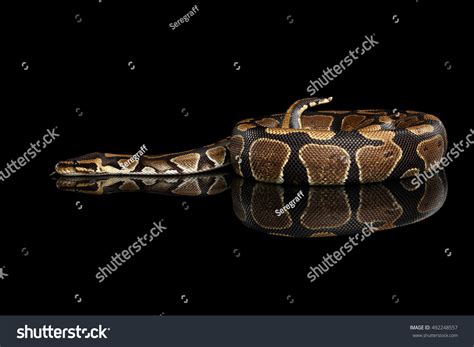 Image result for Royal Ball Python