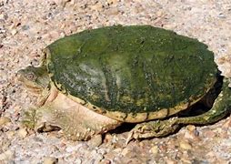 Image result for Snapping Turtle Paint by Numbers