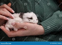 Image result for baby rabbit sleeping in hands