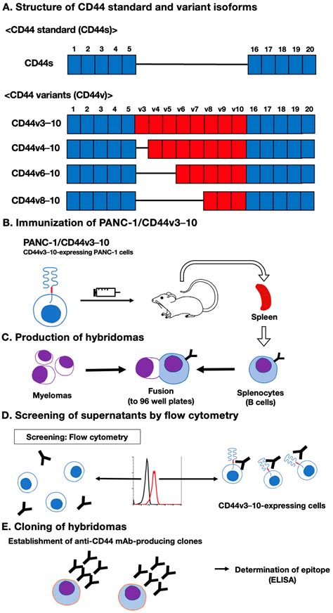 Establishment of a Novel Anti-CD44 Variant 10 Monoclonal Antibody ...