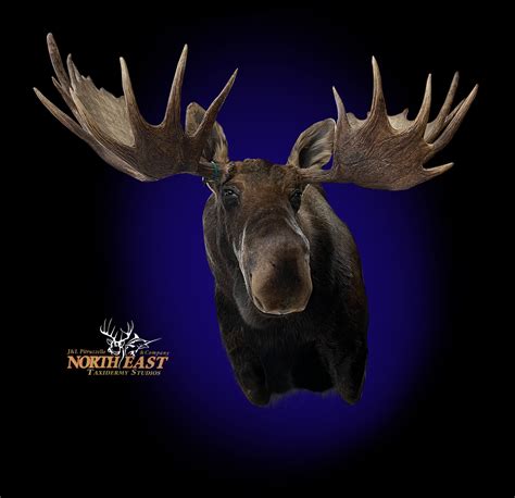 Moose Shoulder Mount Mount, Mounted Moose Shoulder Mount Taxidermy