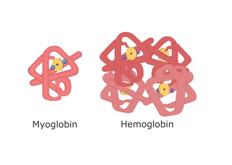 [DIAGRAM] Structure Of Myoglobin Diagram - MYDIAGRAM.ONLINE
