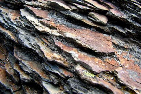 10 Ohio State Flower Facts - Facts.net