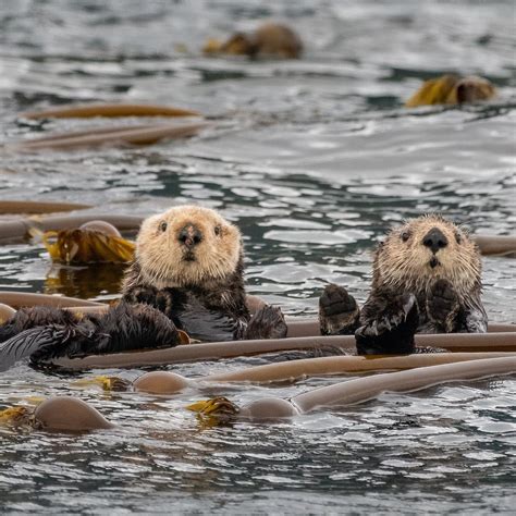 Lutra Wildlife (Vancouver Island, Canada): Address, Phone Number - Tripadvisor - wildlife in vancouver island