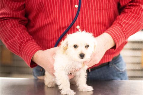 Hiram Animal Hospital in Hiram, GA 30141 - (770) 4...