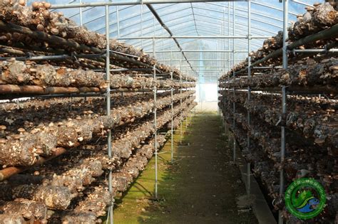 香菇产地在哪里，附香菇适宜生长的环境 - 农敢网