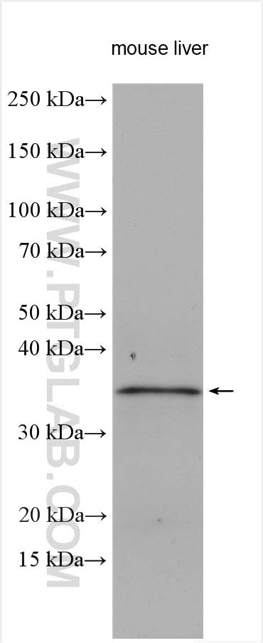 JAM-A/CD321 antibody (16183-1-AP) | Proteintech