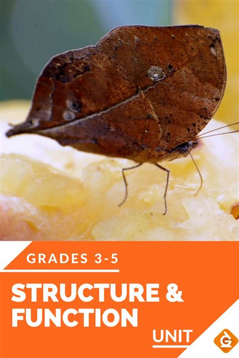 Image result for Structure and Function Children