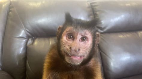 Capuchin MonkeyBoo 的图像结果