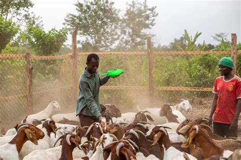 Why Locally Produced Livestock Feed Is Key to Food Sovereignty in ...