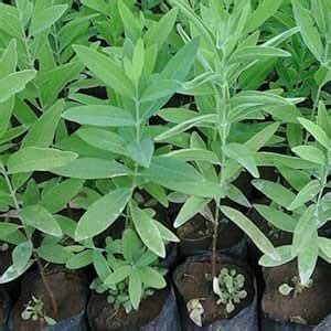 Hug A Plant | White Sandal Wood Plant/Chandanam (Santalum album ...