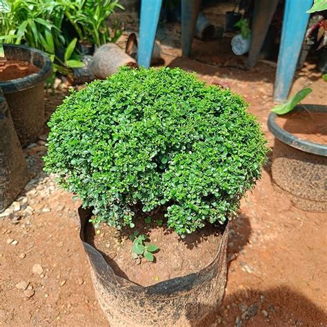 Shopaholic Table Kamini Plant Tebul kamini Table Murraya Paniculata ...