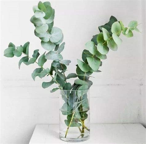 Image result for Eucalyplus Pulp