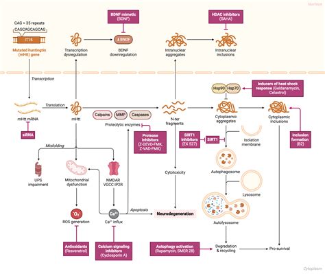 Huntington's Disease Molecular Mechanisms and Therapies | BioRender Science Templates