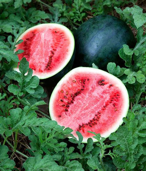 Sugar Baby Watermelon Seeds - Heirloom – Hometown Seeds