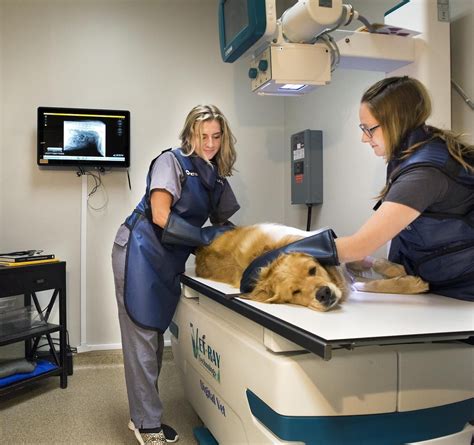 Top Rated Mineral Veterinarian - Lake Anna Veterinary Hospital