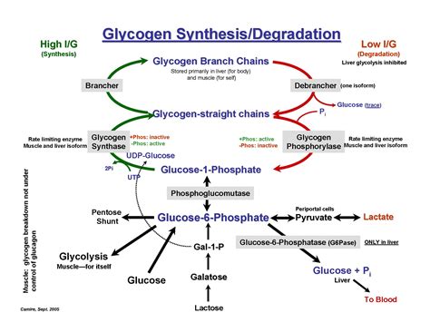Biochemistry - Tommy the doc