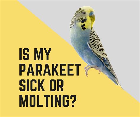 Sick Parakeet 的图像结果