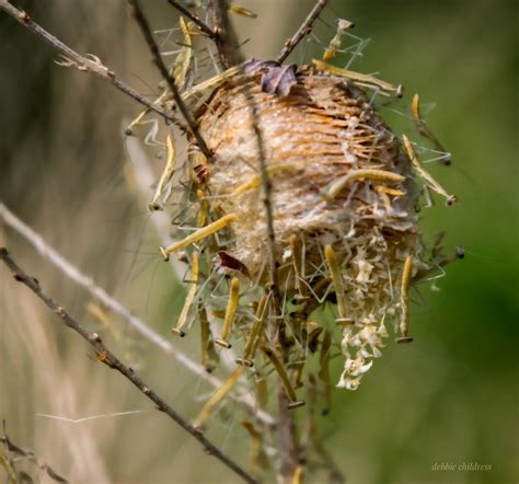 Pin by courtney merlo on Nostalgia | Outdoor decor, Praying mantis, Decor