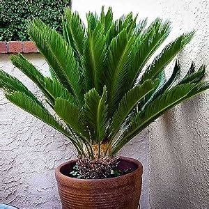 BeGrin Cycas Live Plant Cycus Revoluta Sotetsu King Sago Cycad Japanese ...