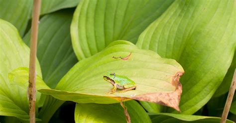 Image result for Small Tree Frog