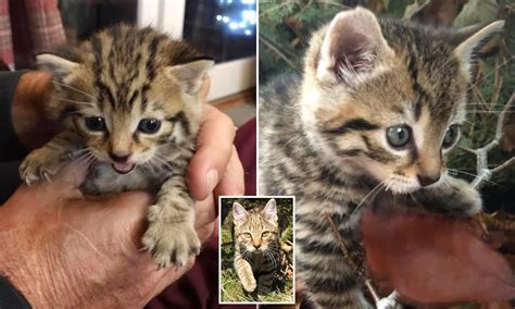 Baby Chinese Desert Cat