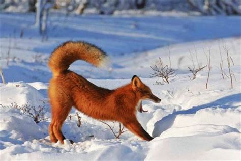 赤狐：一种比较典型的狐狸类型,拥有着超强的逃生能力_探秘志