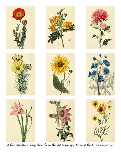 Top 31+ Free Vintage Floral Illustration