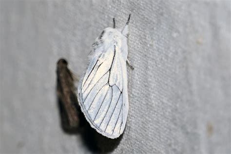 Himala argentea | Moths