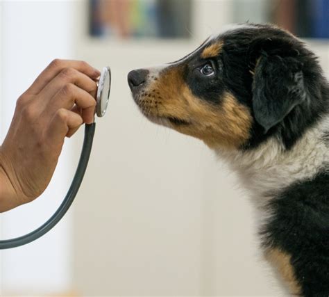Tuscawilla Animal Hospital | Your Family Vet