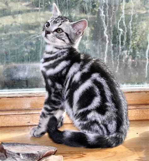 American Shorthair Silver Tabby